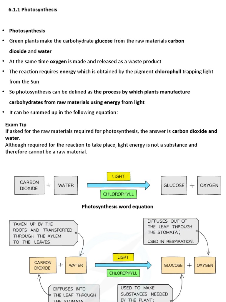 Photosynthesis visual data 4