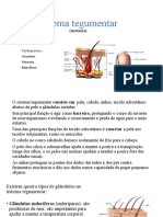 13-Sistema Tegumentar