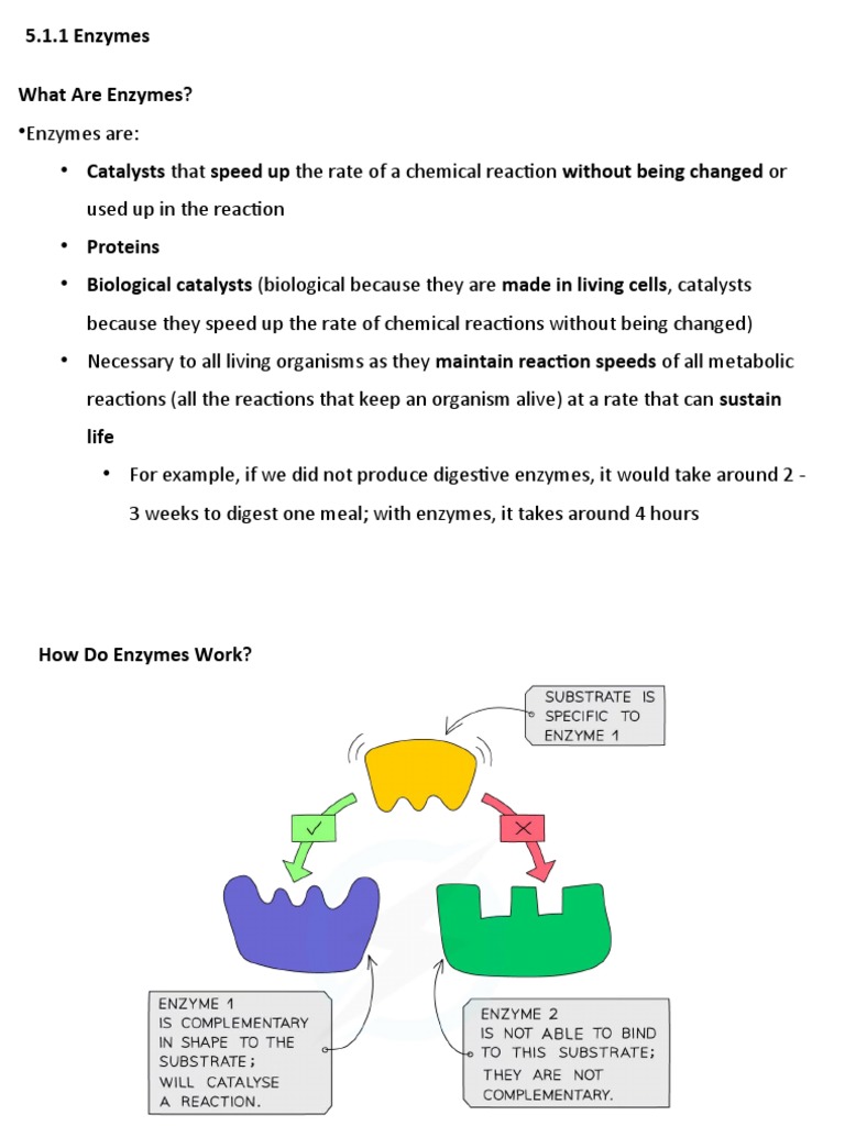 Ch 4 Enzymes Pdf Enzyme Active Site