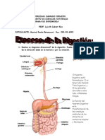 Diagrama de Proceso Digestivo