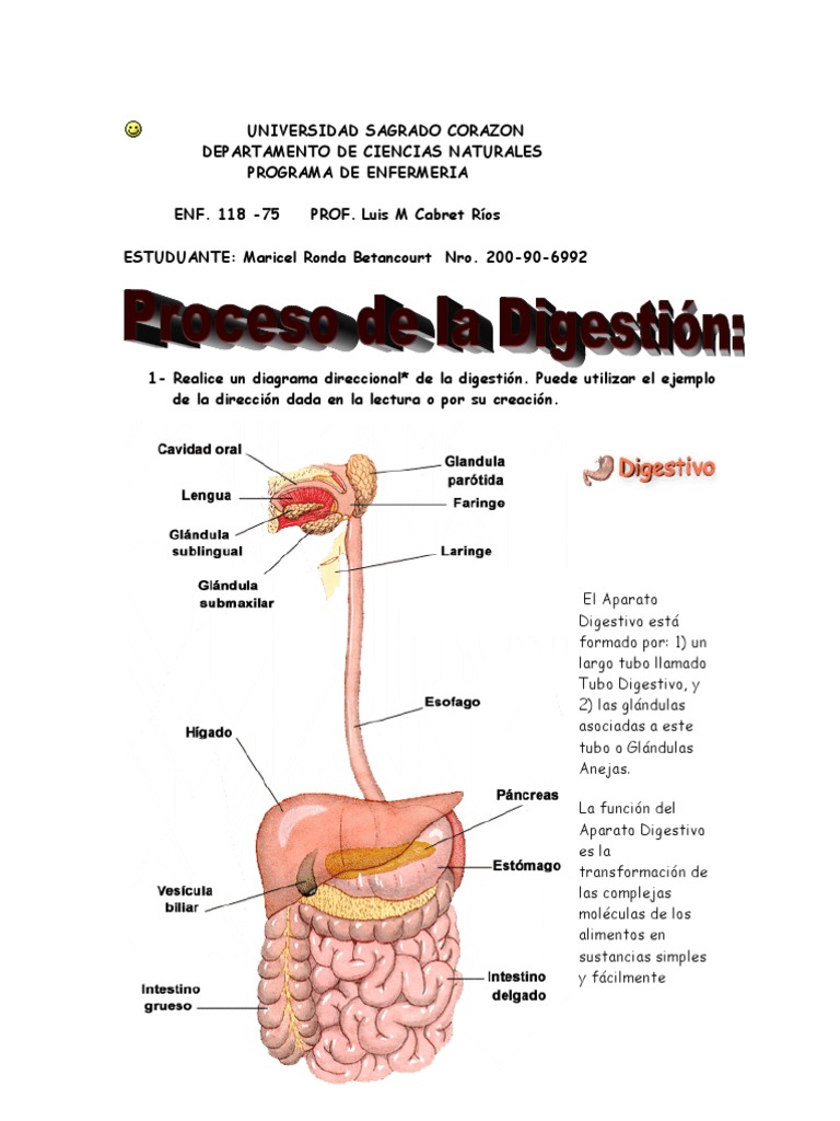 Diagrama De Proceso Digestivo Sistema Digestivo Humano Digestión