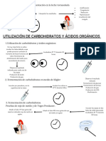 Carbohidratos y Ácidos Orgánicos