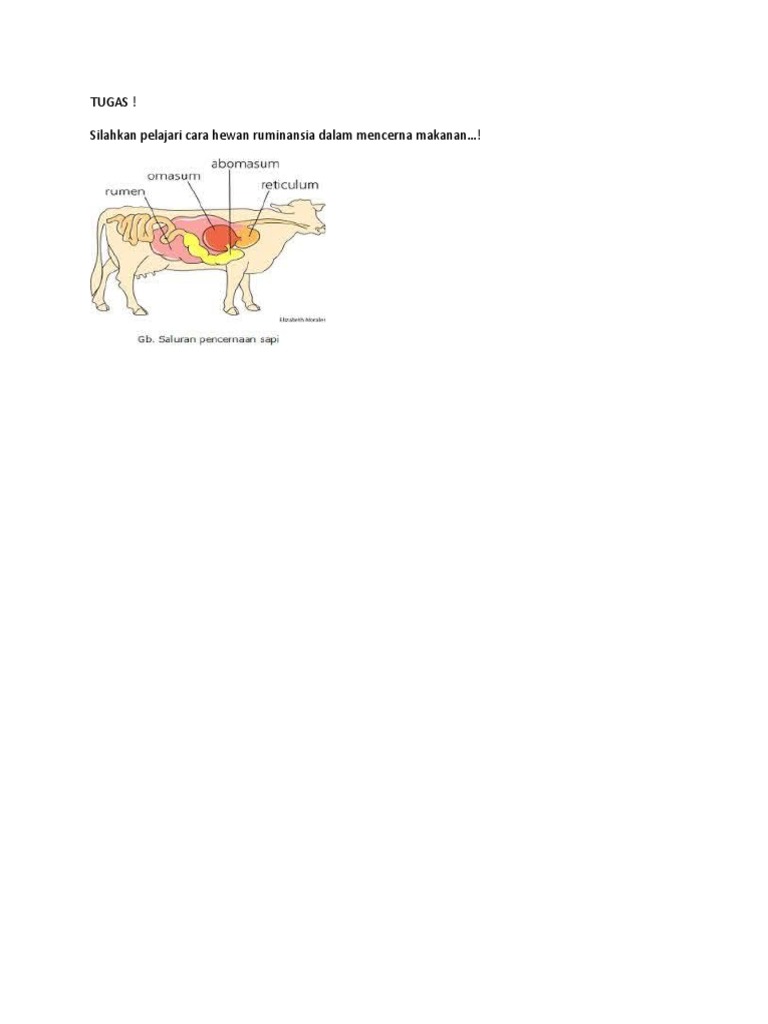 Pencernaan Ruminansia | PDF | Kesehatan Holistik