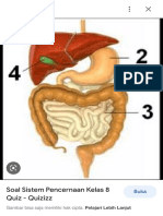 Soal Organ Pencernaan Pada Manusia - Google Penelusuran