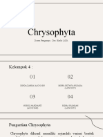 Kelompok 4 - Chrysophyta