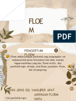 Floem