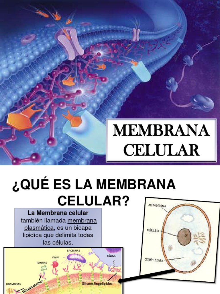 Funciones y Estructura de la Membrana Celular | PDF | Membrana celular ...