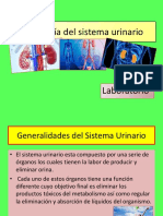 Histología Del Sistema Urinario Practica PDF