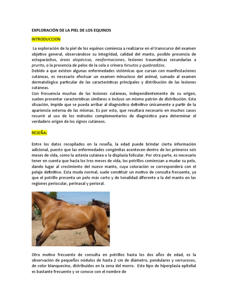 Exploración Dermatológica en Equinos | PDF | Piel | Enfermedades y