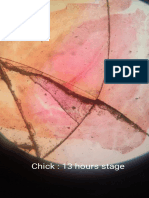 EXPT 2 Dev stages of chick