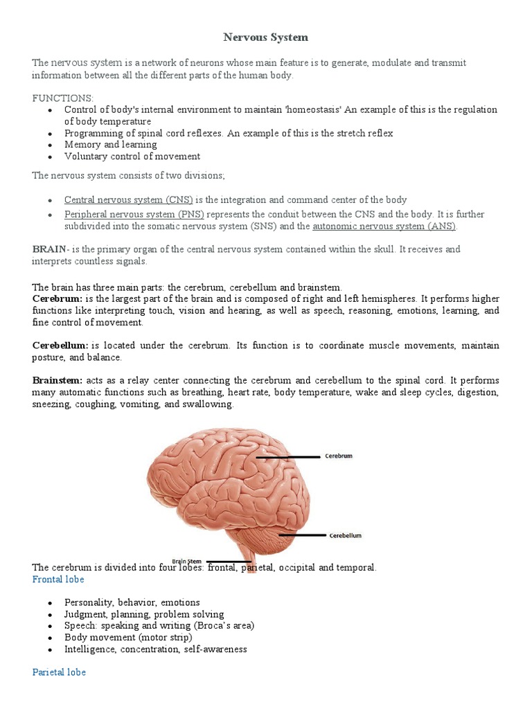 Nervous System | PDF | Nervous System | Brainstem