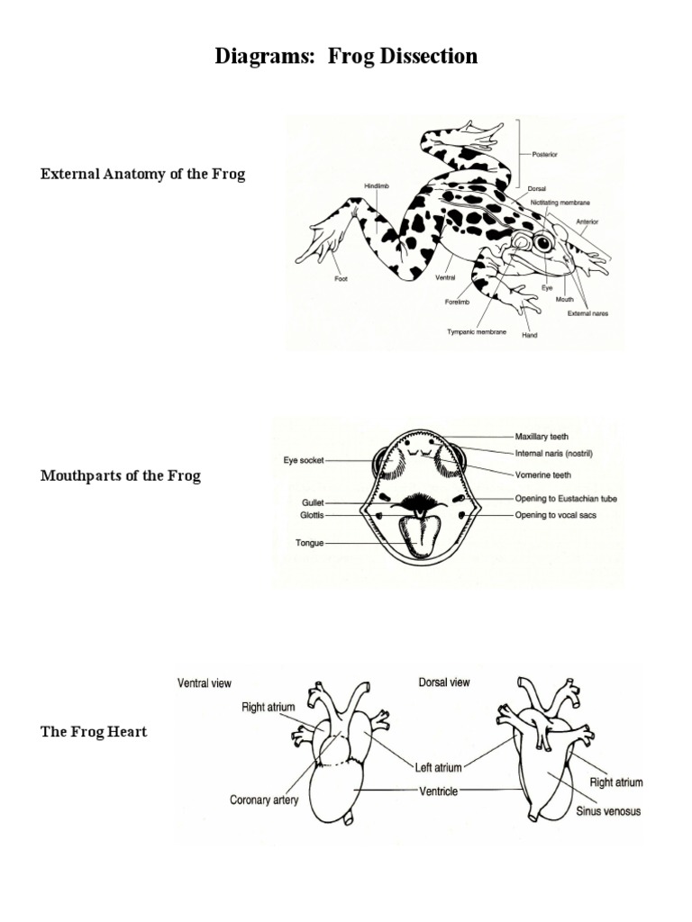 Labeled_Diagram_for_Lab_19H__Frog_Dissection PDF