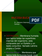 Mucosa Bucal