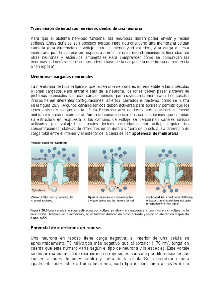 Transmisión de impulsos en neuronas | PDF | Sinapsis | Potencial de acción