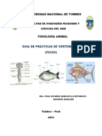 Sistema Muscular Fisiología Animal-Victor Aldair Rodriguez Silupú