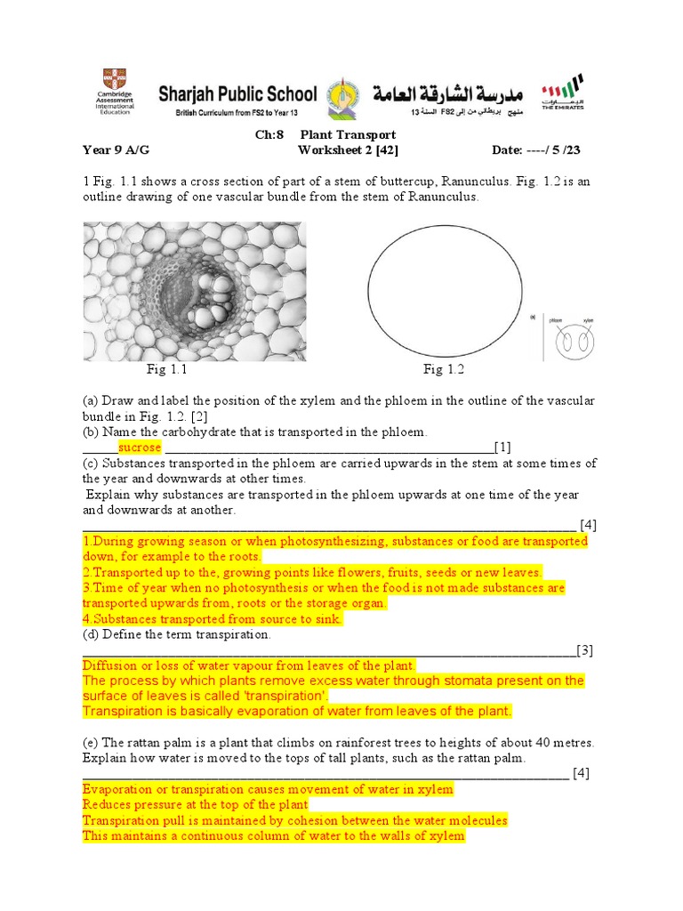 CH 8 Transport in Plants Worksheet 2 Answer PDF