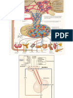 Fisiologia Suprarenal