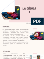 La Celula 2