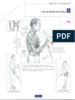 Guía de los movimientos de musculación 5- Curl de Biceps con Polea