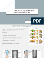 3ra A 8va Semana y Perido Fetal