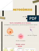 Gametogénesis y ciclo ovárico