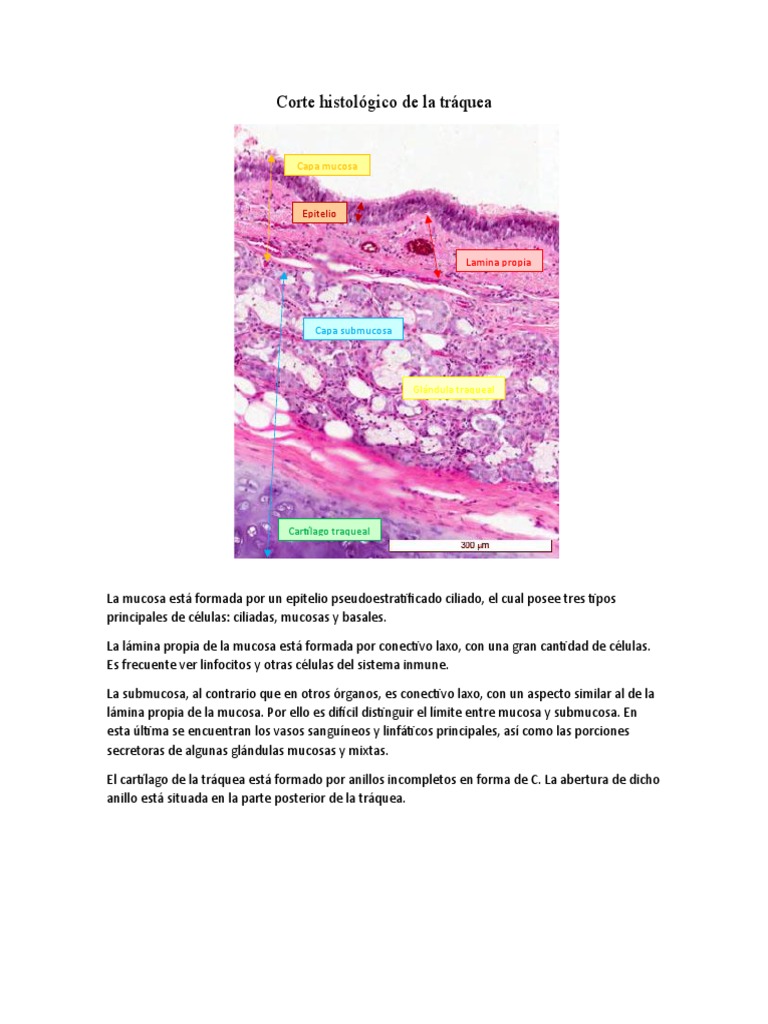 Corte Histológico de La Tráquea | PDF