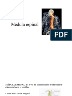 Médula espinal: estructura, funciones y nervios raquídeos