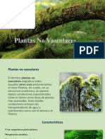 Plantas No Vasculares