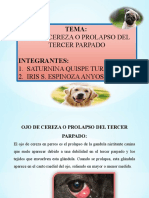 Ojo de cereza en perros: causas, razas afectadas y tratamiento