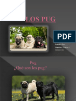 Los Pugs.01