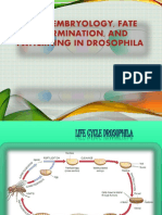 Drosophila Development