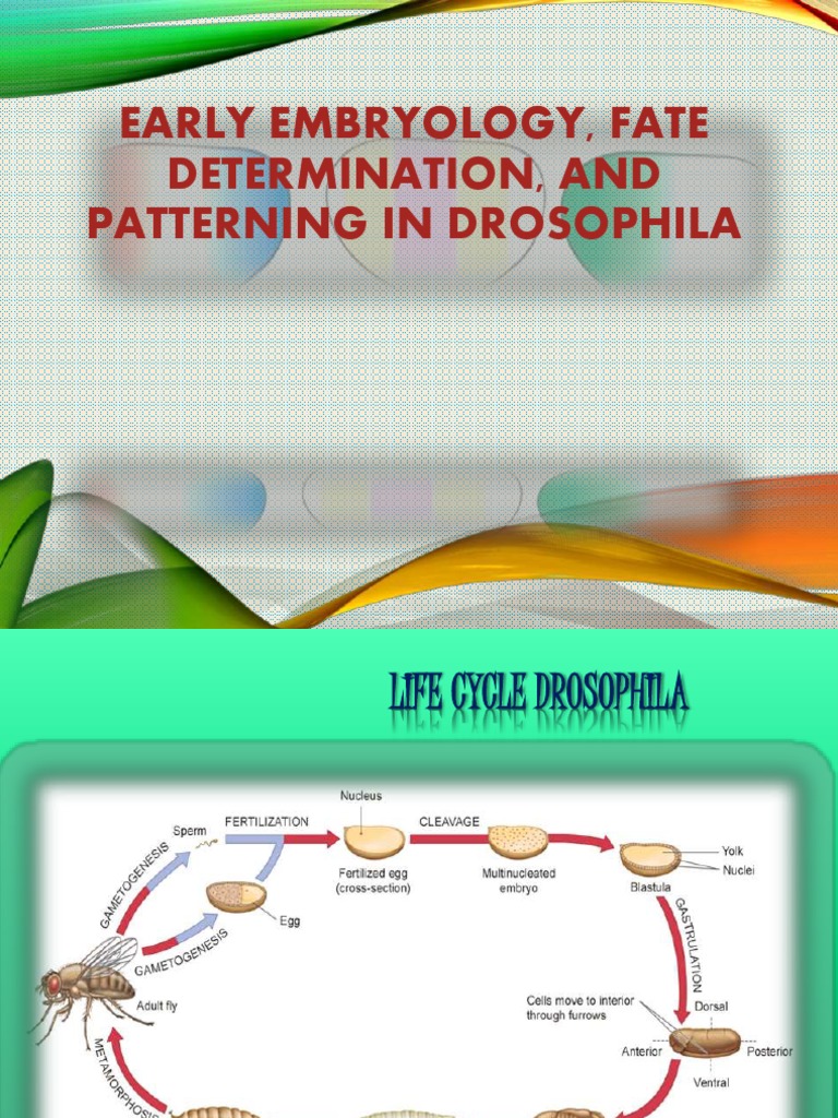 Drosophila Development | Download Free PDF | Genetics | Reproduction