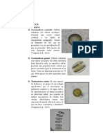 Resultados: A) Fitoplancton - Bacillariophytas: 1) Coscinodiscus Centralis: Células