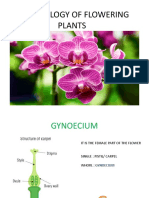 Gynoecium and Exampls
