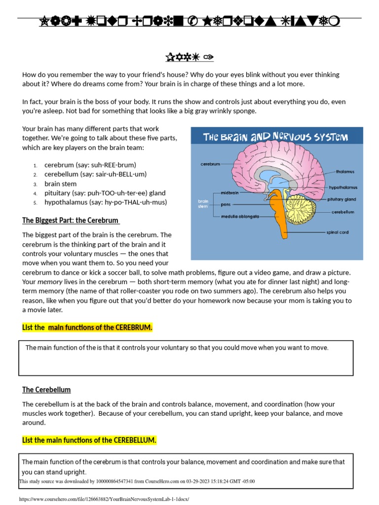 Understanding Your Brain's Functions | PDF | Hypothalamus | Brain
