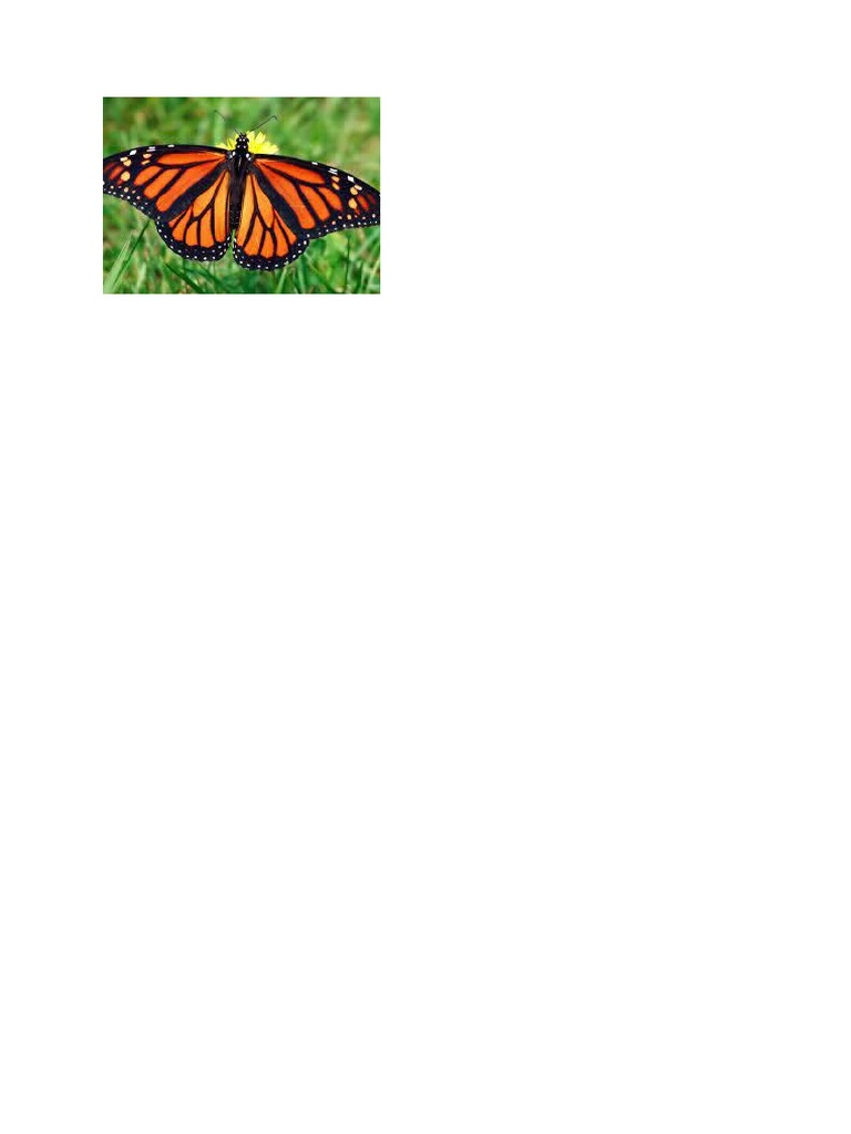 Butterfly | PDF