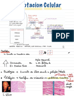 Adaptacion Celular