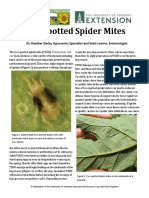 Two Spotte Spide Mites June2018