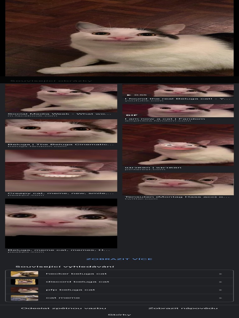 Beluga Cat - Vyhledávání Google | PDF