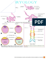 Embryology