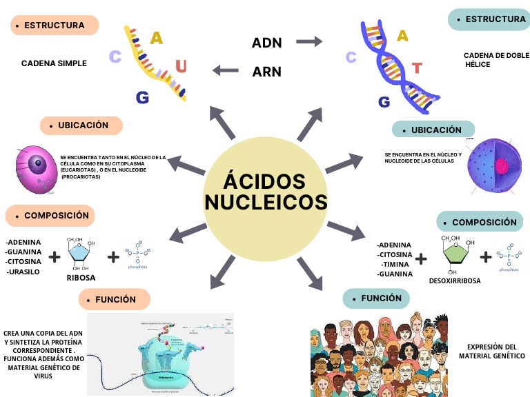 Acidos Nucleicos Mapa Conceptual Una Gu A Completa Para Principiantes ...