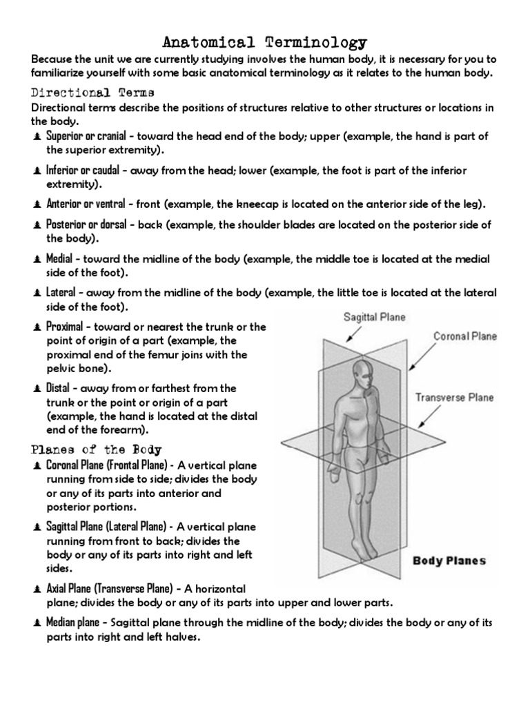 Anatomical Terms Of Location Biology Diagrams