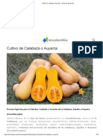 Cultivo de Calabaza o Auyama - Temas de Agronomía