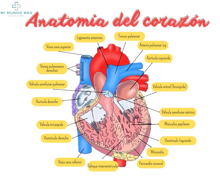Anatomía del Corazón Humano | PDF