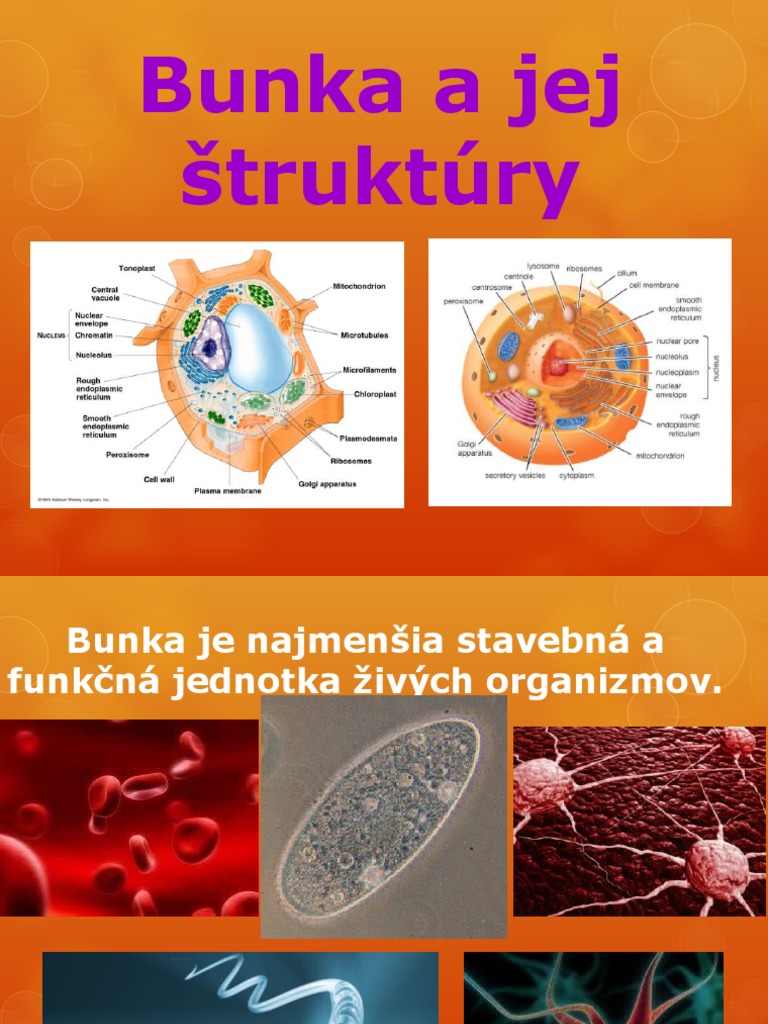 Bunka a Jej Štruktúry | PDF