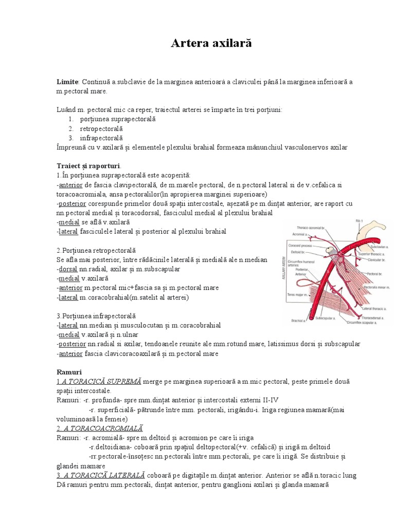 Artera Axilară | PDF