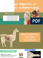 Examen Digestivo en Camelidos Sudamericanos