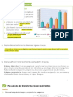 Mecanismos de Transformación de Nutrientes