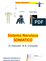 Psicologia Sistema N. PERIFERICO