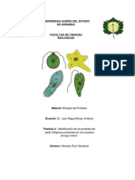 Práctica 4 - "Identificación de Los Protistas Del Clado Ciliophora Presentes en Una Muestra de Agua Dulce"